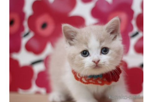 成約済の東京都のスコティッシュフォールド-70782の1枚目